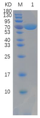 12% reducing SDS-PAGE analysis of purified NpAS (approximately 3 mg protein loaded).